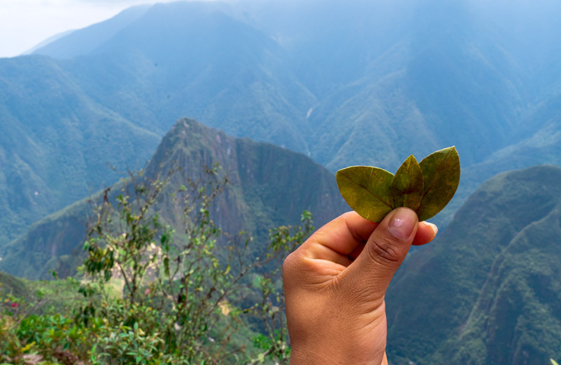 Folha de coca - Montanha Machu Picchu
