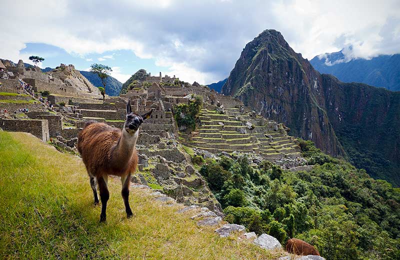 Uma das lhamas que habitam Machu Picchu