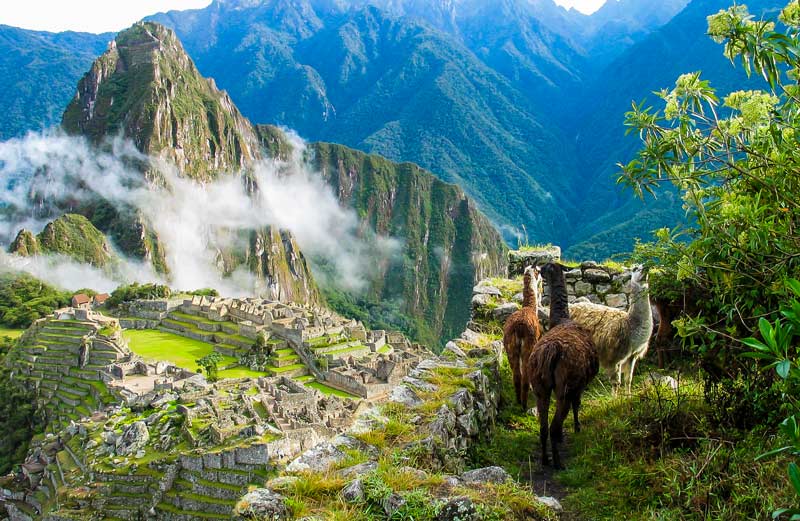 Lhamas nas caminhadas em Machu Picchu